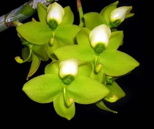 Cycnoches warscewiczii