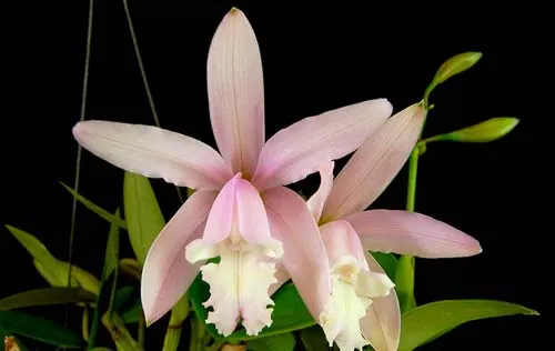 Cattleya intermedia concolor x self