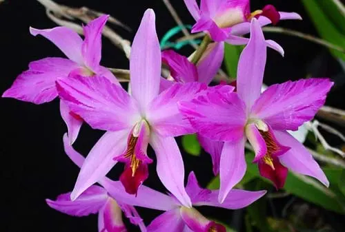 Laelia anceps disciplinata