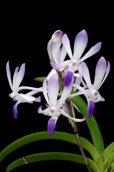 Neofinetia falcata x Rhynchostylis coelestis blue