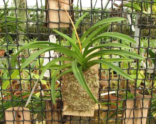 Neofinetia falcata x Rhynchostylis coelestis blue