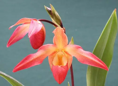 Phragmipedium Eric Young (longifolium x besseae)