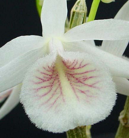 Dendrobium cretaceum
