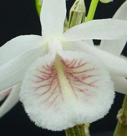 Dendrobium cretaceum