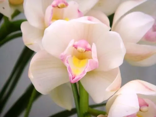 Cymbidium Seaside 'Saya'
