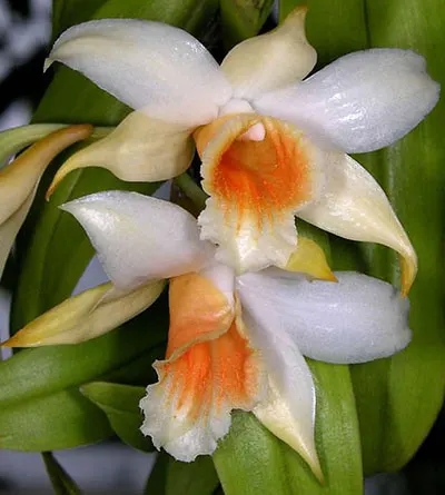 Dendrobium cariniferum