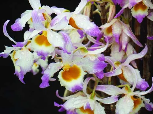 Dendrobium crystallinum