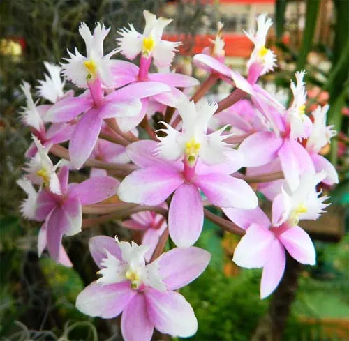 Epidendrum Mauve