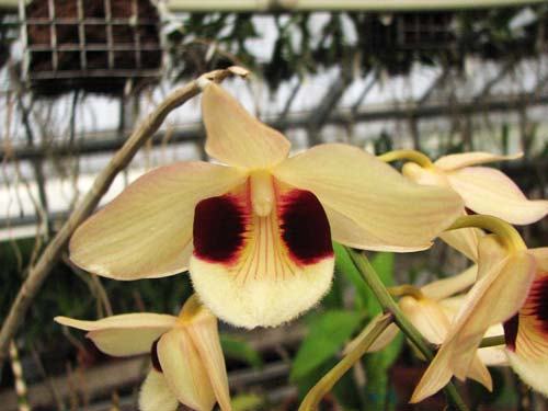 Dendrobium pulchellum
