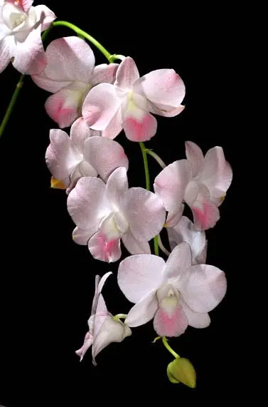 Dendrobium Airy Peach