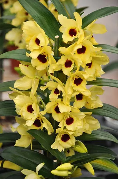 Dendrobium nobile yellow 'Dark Eye'