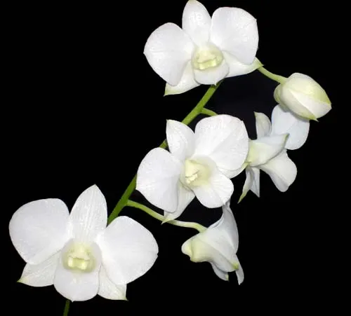 Dendrobium Airy White
