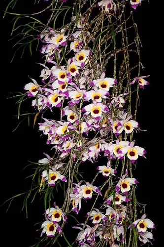 Dendrobium falconeri