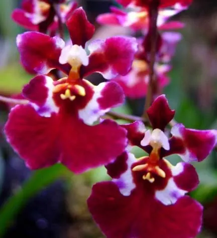 Oncidium Pink Deluxe Maroon Delight
