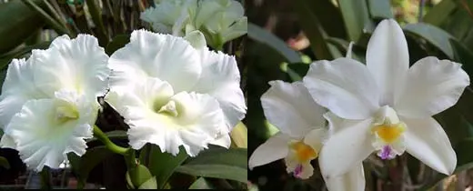 Brassolaeliocattleya Island Charm 'Sugar' x Laeliocattleya Orglades Glow 'La Neige'