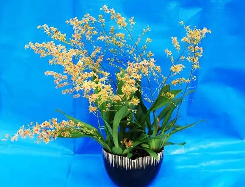 Oncidium Pink Panser