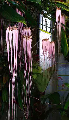 Bulbophyllum longissimum