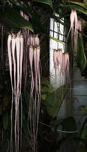 Bulbophyllum longissimum