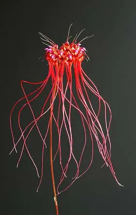 Bulbophyllum gracillimum