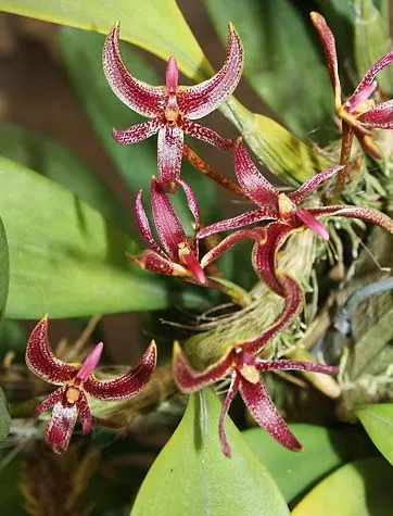 Bulbophyllum patens