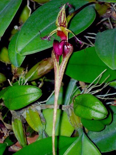 Bulbophyllum putidum