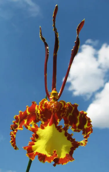 Psychopsis Mendenhall 'Hildos'