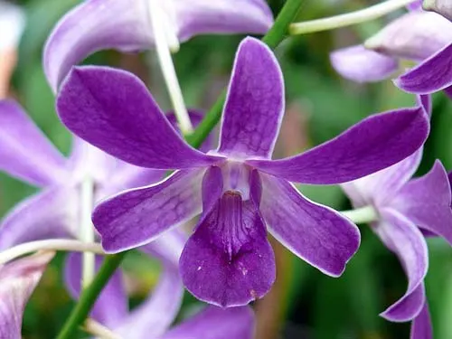 Dendrobium Bota Blue compactum