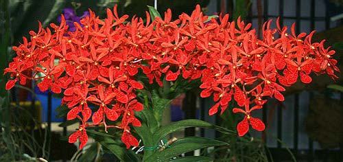 Renanthera philippinensis