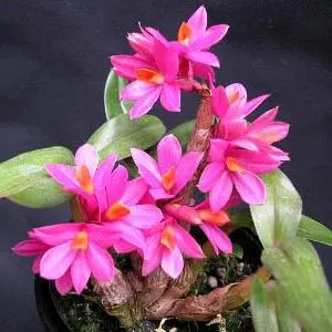 Dendrobium bracteosum x laevifolium