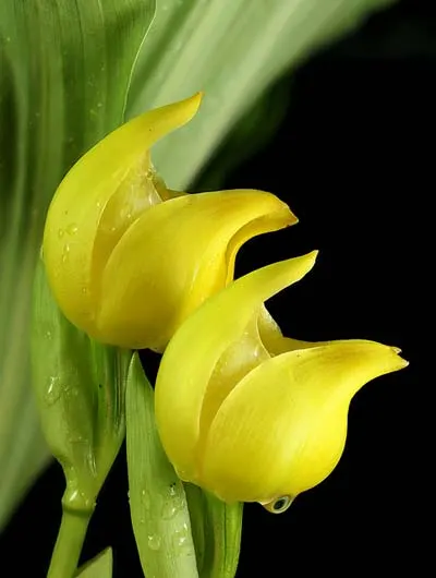 Anguloa dubia