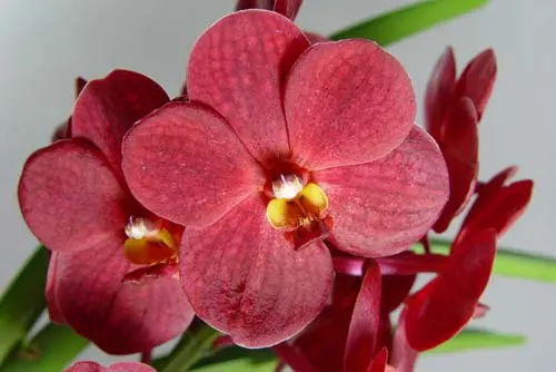 Ascocenda Ratchaburi Golden Red