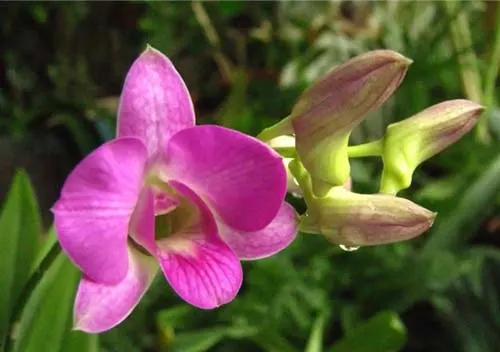 Dendrobium Happy Face