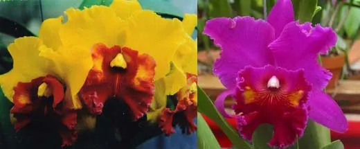 Brassolaeliocattleya Arom Gold x Brassolaeliocattleya Lucky Strike