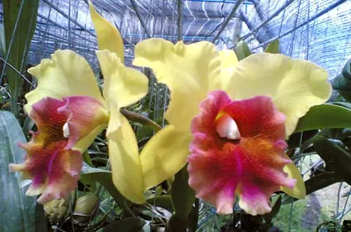 Brassolaeliocattleya Presidents Fortune x Laeliocattleya Mem. Sangah Chitr 'Chiang Mai'