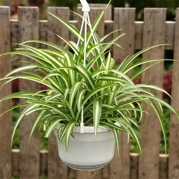 Chlorophytum comosum variegate