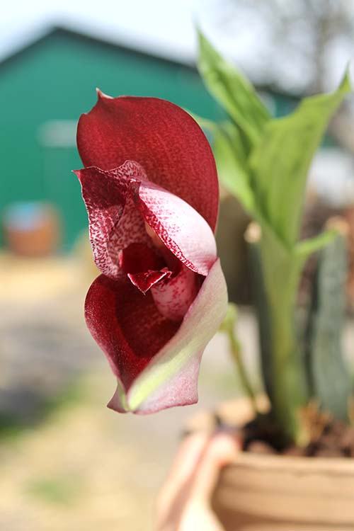 Angulocaste Pink Charm