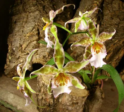 Beallara Tropic Tom 'Pale Face'
