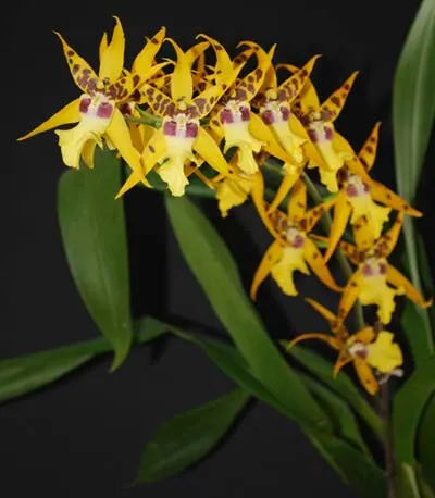 Aliceara Pacific Nova 'Butter Buds'