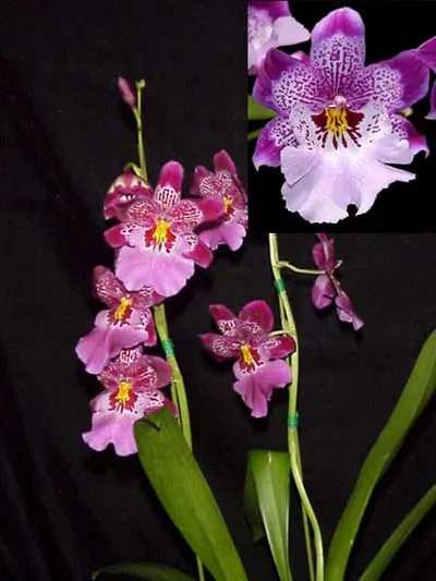 Vuylstekeara Michelle Rehfield 'Pacific Blue Skies'