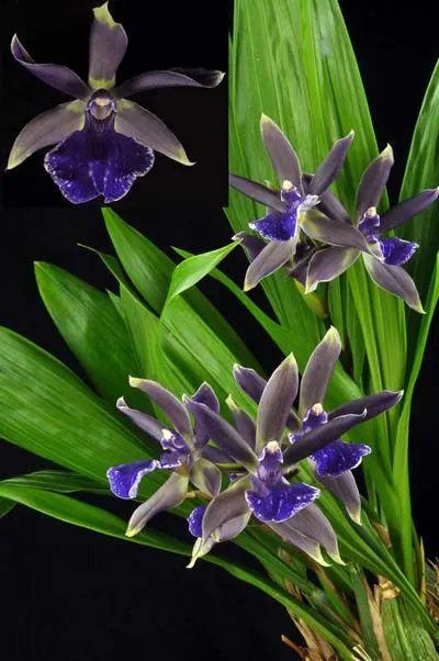 Bollopetalum Midnight Blue 'Cardinal's Roost'