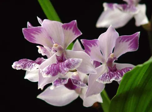 Zygonisia Cynosure 'Blue Water Sailing'