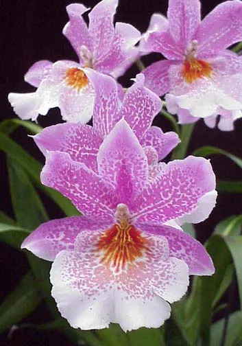 Odontonia Papageno 'Mi Amour'