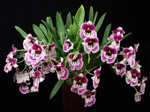 Miltonia Rubenesque 'Karismic Kay'