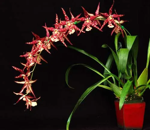 Sanderara Black Star 'Pacific Red Star'
