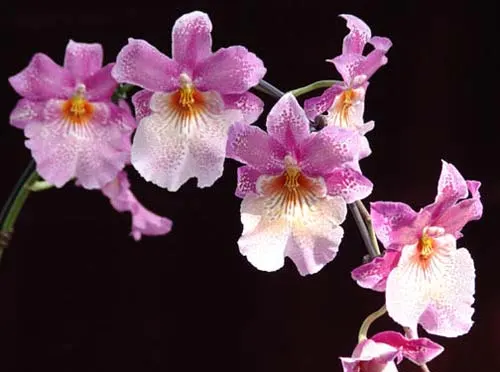 Odontonia Papageno 'Lavender Lady'