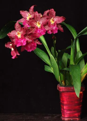 Beallara Mathias 'Glamour'
