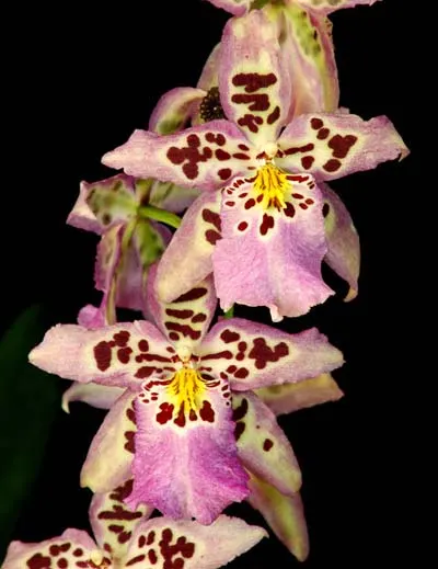 Beallara Dreamy 'Kool 'n Kinky'