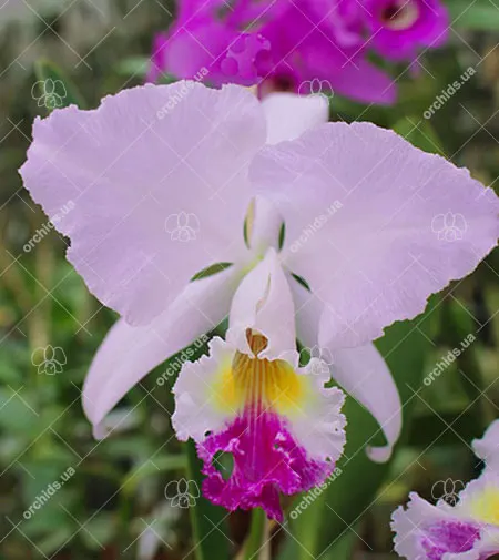 Cattleya mendelii