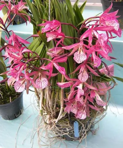 Brassanthe Maikai x Brassocattleya Star Ruby