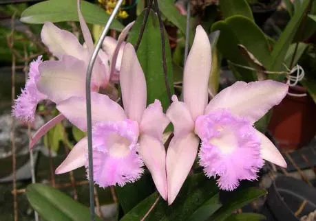 (Brassavola digbyana x Rhyncholaeliocattleya Kuwale Gem) 'ORCHIS'